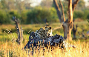 A leopard lies peacefully on a log in the tall savanna grass.