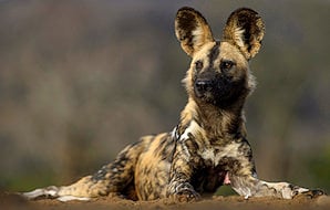 An African Wild Dog looking alert.