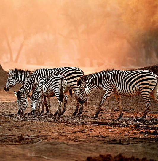 A small group of zebras on dusty ground in a woodland setting at Mana Pools.