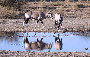 A pair of gemsbok stop for a drink at a waterhole in Kgalagadi.