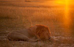 A lion slumbers in the glow of the setting sun.