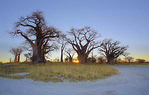 Baines Baobabs on the Nxai Pan.