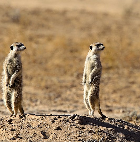 Two meerkats standing alert on a dirt mound in the Namibian Kalahari.