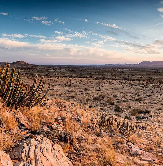 A sunrise view from a rocky ridge dotted with succulent plants, looking out over the desert plains of the Kgalagadi.