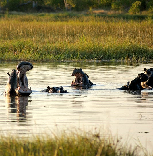 A pod of hippos in the water at Moremi Game Reserve, with one hippo opening its mouth wide in the late afternoon sun.