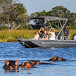 Passengers on a motorized safari boat watching hippos in the water.