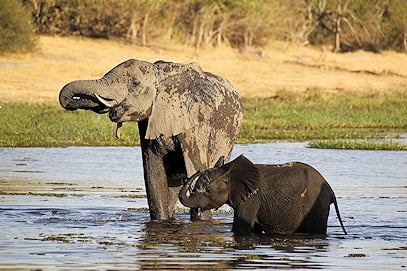 A mother elephant and young calf drinking water at a riverbank.
