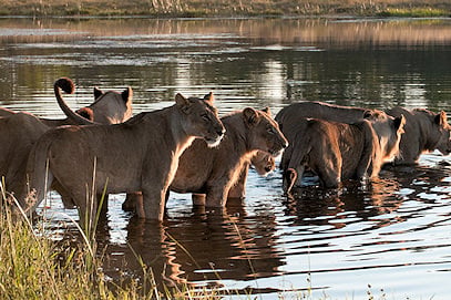 A pride of lionesses wading into shallow river water to drink.