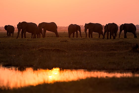 A herd of elephants silhouetted against an orange sky in the Chobe wetlands.