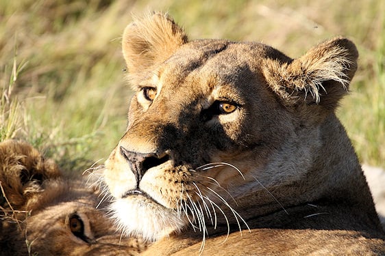 Close-up portrait of a lioness resting in grass alongside another lion.