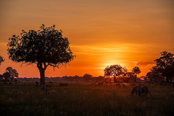 Zebras grazing under acacia trees during late afternoon in Moremi Game Reserve.