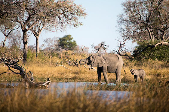 An adult elephant and calf standing in a shallow channel surrounded by tall grass.