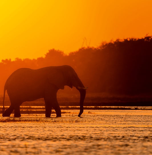 An elephant standing in a river under an orange sunset sky in the Botswana wilderness.