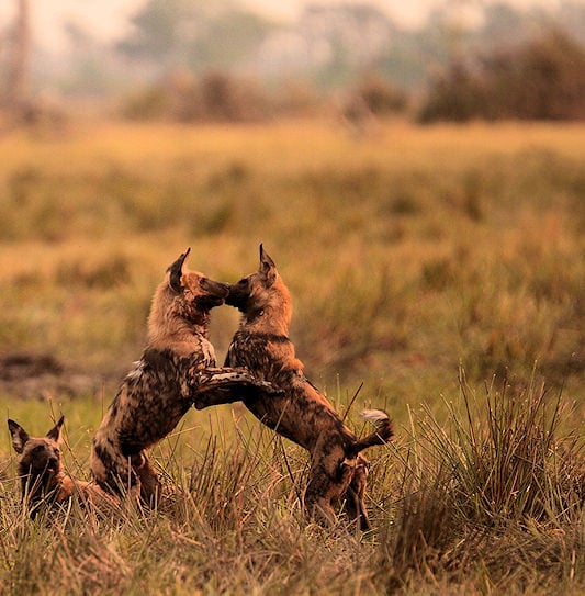 Wild dogs playing in the grasslands of the Okavango Delta, Botswana.