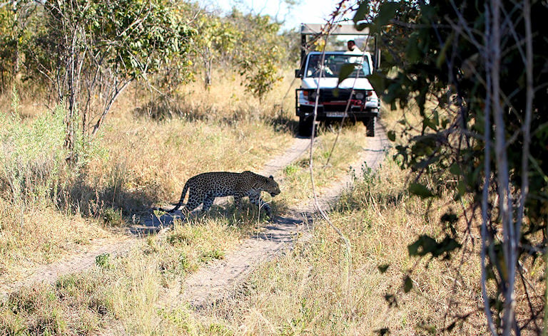 Leopard walking across a dirt road in front of a safari vehicle, Botswana.