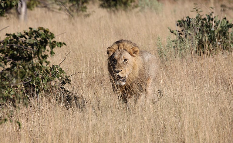 Male lion walking through tall dry grass, Botswana.