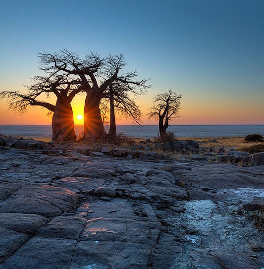 Sunrise over the Makgadikgadi Pans with baobab trees in the foreground, Botswana.