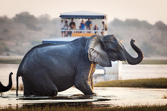 An elephant wading in the Chobe River near a tourist boat cruise.