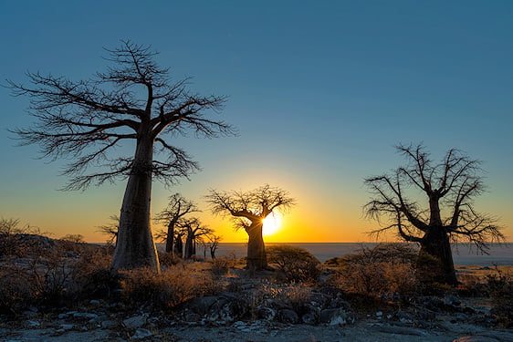 Baobab trees standing on open ground during late afternoon in the Makgadikgadi Pans.