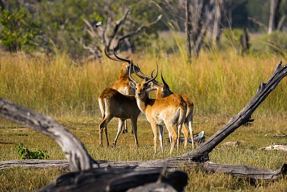 Red lechwe antelopes standing among dry grass and fallen logs in Moremi Game Reserve.