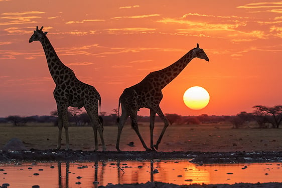 Two giraffes silhouetted beside a waterhole at dusk in Nxai Pan.