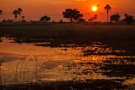 Waterways and palm islands lit by the setting sun in the Okavango Delta.