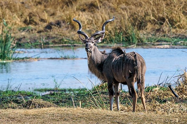 Kudu
