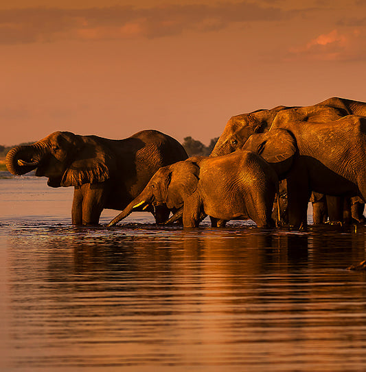A small herd of elephants cooling down in a river in Chobe National Park, Botswana.