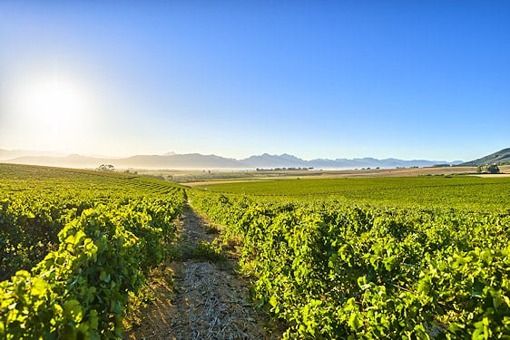 An overcast day in the Cape winelands