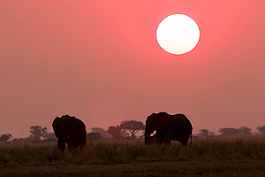Elephants in the sunset in Botswana.