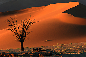 A desert landscape in Namibia.