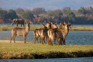 Antelope standing on a river bank in Zimbabwe.