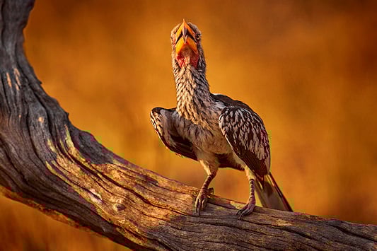 A Hornbill bird sitting on a branch.