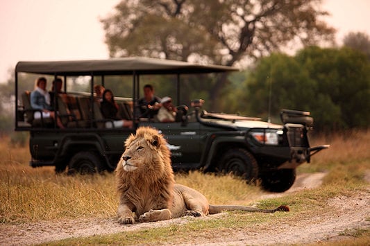 Tourists on a game drive, viewing a lion in the wilderness.