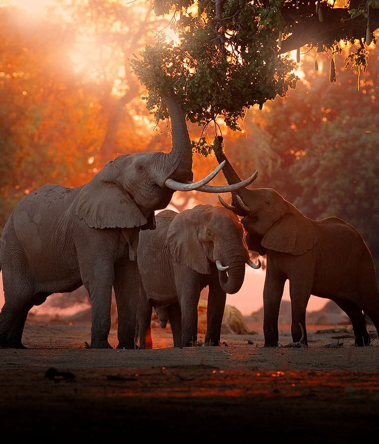 Elephant picking wild fruit from a tree.
