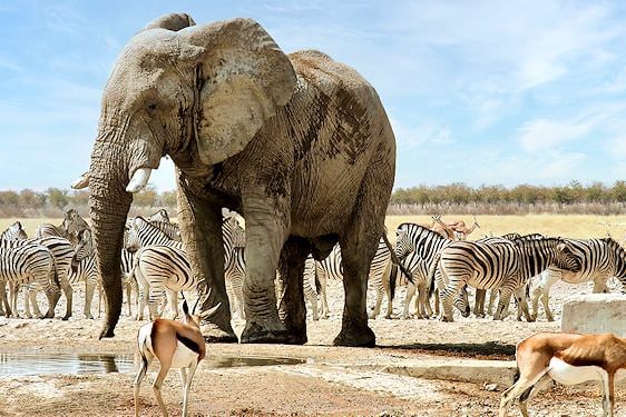 Wildlife around a waterhole in Etosha.