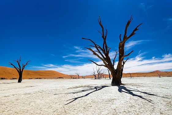Petrified trees at Sossusvlei.