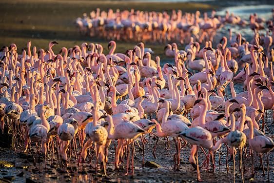 Flock of Flamingo.