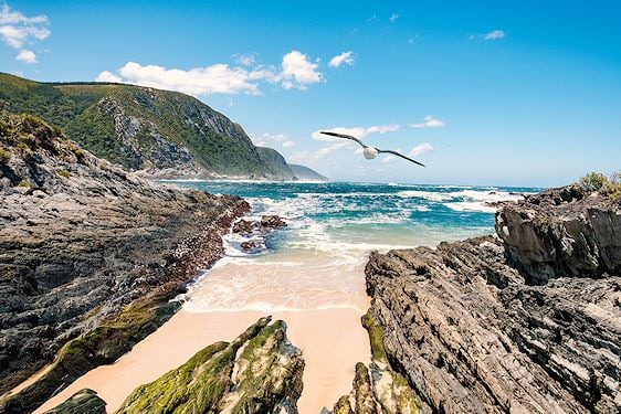 Seagull flying in over the Garden Route.