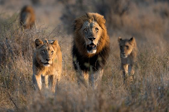 Lion pride walking in the Kruger Park wilderness.