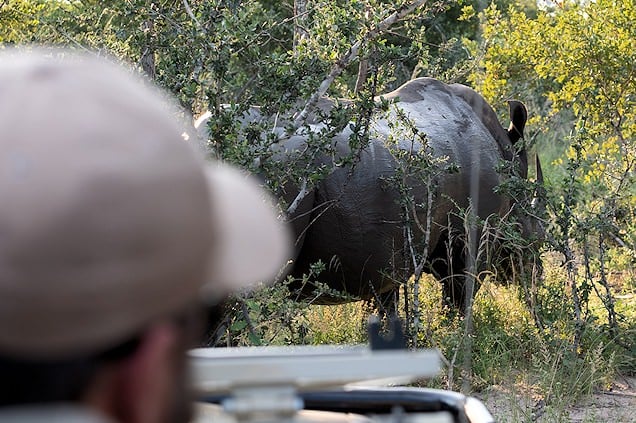 Rhino viewed on safari in the Sabi Sand.
