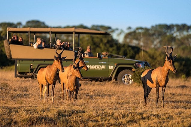 Red hartebeest spotted on a game drive.