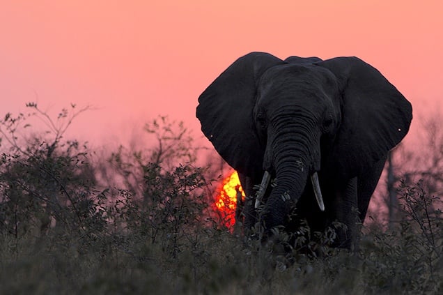 Elephant photographed at sunset.