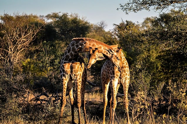 Giraffe in the African bush.