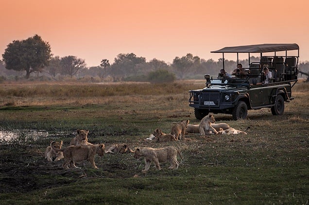 Lion pride encountered on safari.