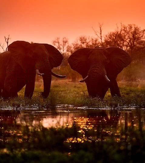 Elephant drinking at sunset in a conservation area in Botswana.