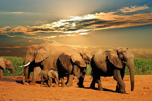 Elephant herd at sunset in Addo.
