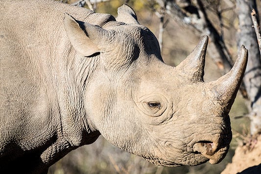 Black Rhino, one of Africa's most endangered animals.