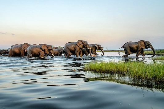 A herd of elephant crossing the Chobe River.