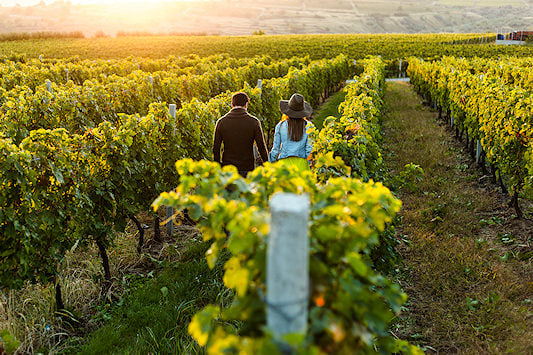 Couple strolling through the vineyards in the Cape Winelands.